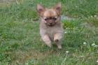 Kleine Herzensbrecher Chihuahua Welpen mit Ahnentafel