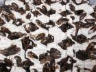 Argentinische Waldschaben Blaptica dubia