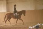 Aufgeweckter lernwilliger Trakehner