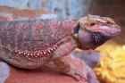 Bartagame Blood-Nachzucht abzugeben