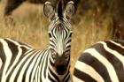Afromaxx Ltd. - Safari in der Serengeti