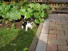 Jack Russel Welpen