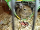 Degupärchen abzugeben Vogelvoliere kann mitgekauft werden
