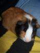 SUCHE NEUES ZUHAUSE