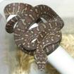 Baumpython. Bredli kückennatter